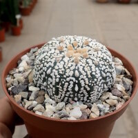 Astrophytum asterias cv. Super Kabuto