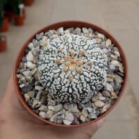 Astrophytum asterias cv. Super Kabuto