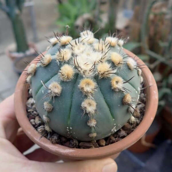 Astrophytum asterias cv. Nudum-Hybr.