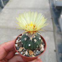 Astrophytum asterias cv. nudum CITES, not outside EU
