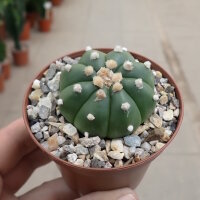 Astrophytum asterias cv. nudum CITES, not outside EU