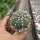 Astrophytum asterias cv. nudum CITES, not outside EU