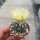 Astrophytum asterias cv. nudum CITES, not outside EU