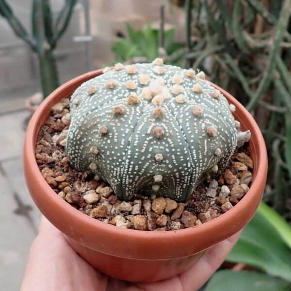 Astrophytum asterias XL CITES, not outside EU