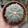 Astrophytum asterias XL CITES, not outside EU