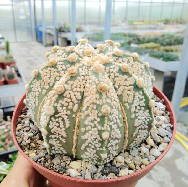 Astrophytum asterias-Hybr. cv. Rubriflora