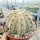 Astrophytum asterias-Hybr. cv. Rubriflora