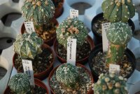 Astrophytum asterias-Hybriden gepfr.