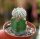 Astrophytum asterias-Hybriden gepfr.