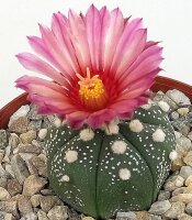 Astrophytum asterias cv. Rubriflora CITES, not outside EU