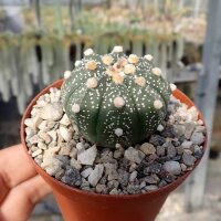 Astrophytum asterias cv. Rubriflora CITES, not outside EU