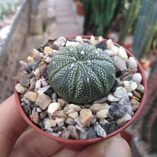 Astrophytum asterias-Hybriden