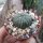 Astrophytum asterias-Hybriden
