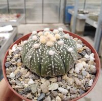 Astrophytum asterias-Hybriden cv. Roseiflora