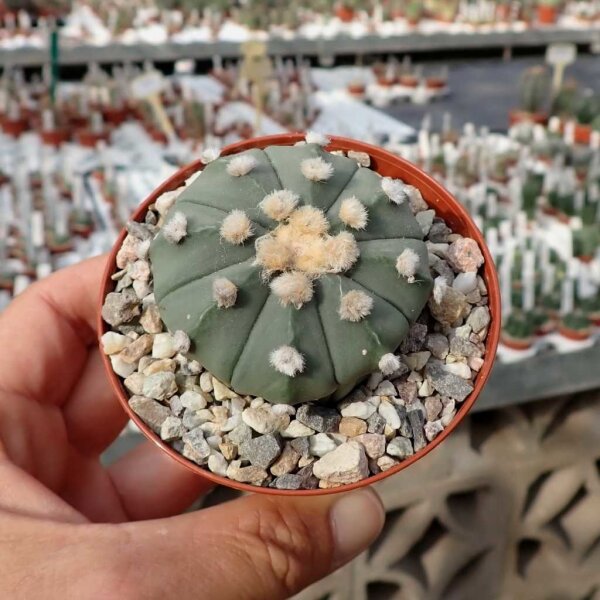 Astrophytum-Hybr. CAPAS nudum