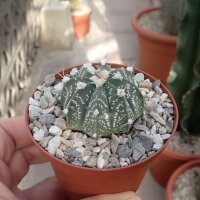 Astrophytum-Hybr. CAPAS X Super Kabuto A-Flower