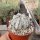 Astrophytum-Hybr. CAPAS X Super Kabuto