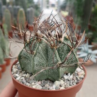 Astrophytum capricorne