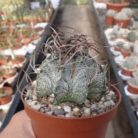 Astrophytum capricorne