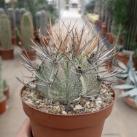 Astrophytum capricorne