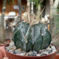 Astrophytum capricorne
