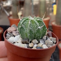 Astrophytum capricorne