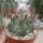 Astrophytum capricorne