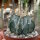 Astrophytum capricorne