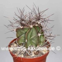 Astrophytum capricorne Saltillo Coahuila