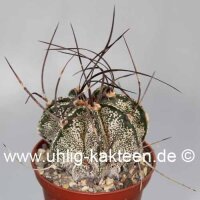 Astrophytum capricorne Saltillo Coahuila