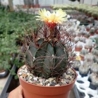 Astrophytum capricorne fo. Bang-Haas