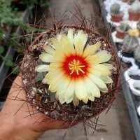 Astrophytum capricorne fo. Bang-Haas