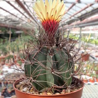 Astrophytum capricorne fo. Bang-Haas