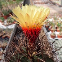 Astrophytum capricorne fo. Bang-Haas