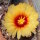 Astrophytum capricorne fo. Bang-Haas