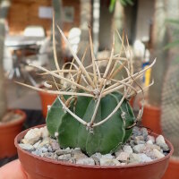 Astrophytum capricorne v. crassispinum