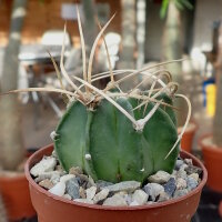 Astrophytum capricorne v. crassispinum