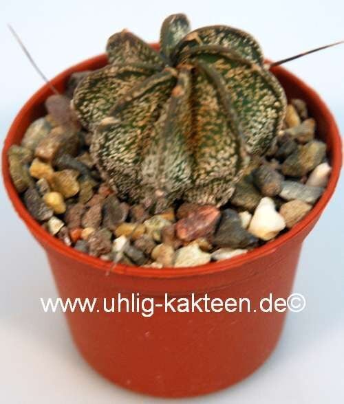 Astrophytum capricorne v. minor