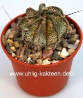 Astrophytum capricorne v. minor