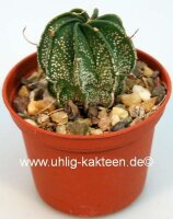 Astrophytum capricorne-Hybr.