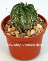 Astrophytum capricorne-Hybr.