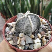 Astrophytum coahuilense