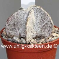Astrophytum coahuilense
