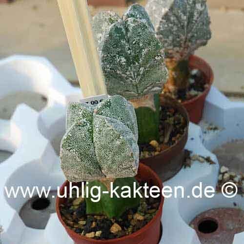 Astrophytum myriostigma cv. Hakuun quadricostatum nudum gepfr.