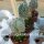 Astrophytum myriostigma cv. Hakuun quadricostatum nudum gepfr.