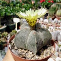 Astrophytum myriostigma