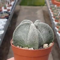 Astrophytum myriostigma