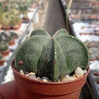 Astrophytum myriostigma