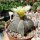 Astrophytum myriostigma