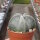 Astrophytum myriostigma